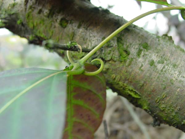 Gou Teng : hook vine : stems of gambir vine; gambir, uncaria vine : Herbs : Rootdown.us